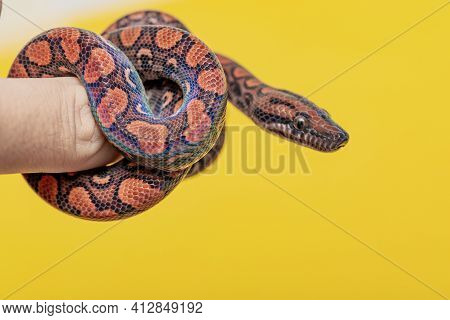 Epicrates Cenchria Is A Boa Species Endemic To Central And South America. Common Names Include The R