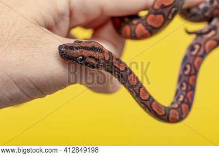 Epicrates Cenchria Is A Boa Species Endemic To Central And South America. Common Names Include The R