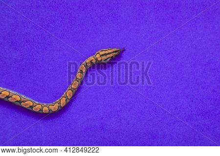 Epicrates Cenchria Is A Boa Species Endemic To Central And South America. Common Names Include The R