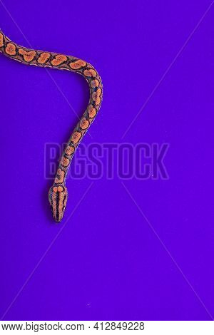 Epicrates Cenchria Is A Boa Species Endemic To Central And South America. Common Names Include The R