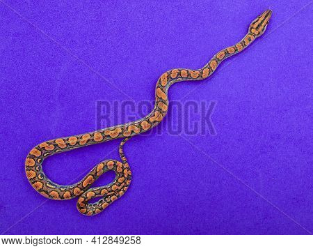 Epicrates Cenchria Is A Boa Species Endemic To Central And South America. Common Names Include The R