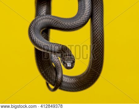 The Mexican Black Kingsnake (lampropeltis Getula Nigrita) Is Part Of The Larger Colubrid Family Of S