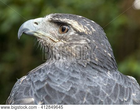 The Black-chested Buzzard-eagle (geranoaetus Melanoleucus) Is A Bird Of Prey Of The Hawk And Eagle F