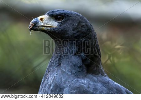 The Adult Great Black Hawk Is 56 To 64 Centimetres (22 To 25 In) Long And Weighs 1.1 Kilograms