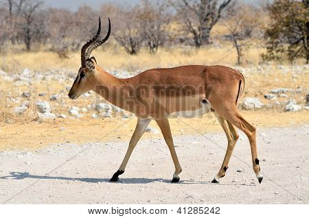 Impala de cara negra macho