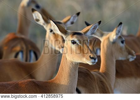 Impala On Savanna In Africa, Kenya, Animals