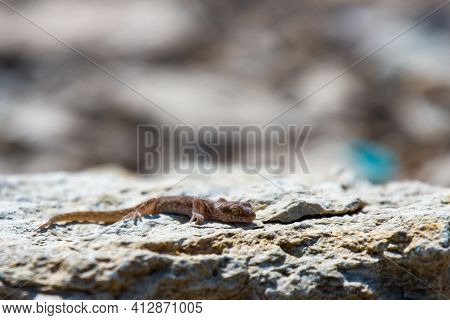 Even-fingered Gecko Genus Alcophyllex Or Squeaky Gecko In Wild Nature