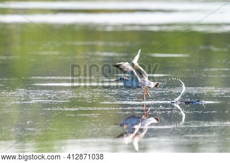 Close Up Of A Flying Seagull Water Take-off With Splashes. Gull Takes Off From The Water As The Earl