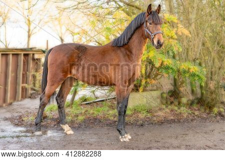 A Brown Kwpn Stallion, Dutch Warmblood Horse, 2 Years Old.outside Against A Green And Yellow Natural