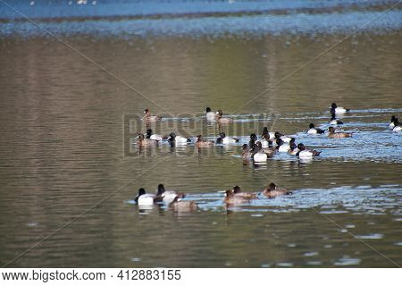 A Flock Of Greater Scaup Ducks Swimming In The Lake.    Vancouver Bc Canada