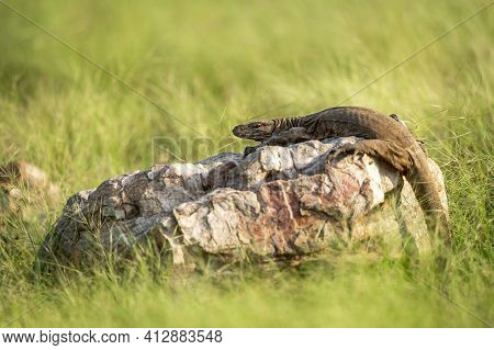 Monitor Lizard Or Bengal Monitor Or Common Indian Monitor Or Varanus Bengalensis Portrait On Rock In