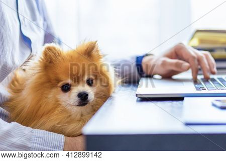 Freelancer Man, Bisnessman With His Friendly Pomeranian Spitz Using Laptop At Remote Home Office. Ow