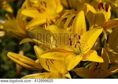 Beautiful Blooming Lily Buds In The Garden
