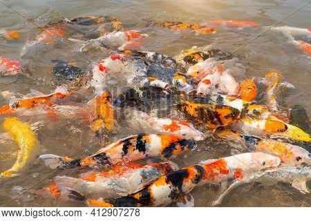 feeding koi fish