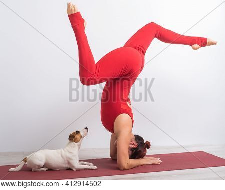 Caucasian Woman Practices Yoga In A Red Bodysuit With Her Dog Jack Russell Terrier On A White Backgr