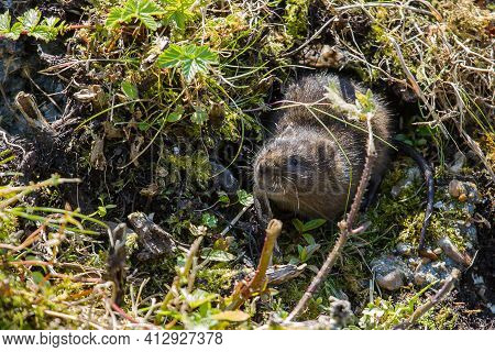 Photo Of A Cute Little Water Vole On A River Bank