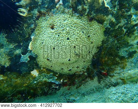 Sea Sponge Stinker Sponge (ircinia Variabilis) Undersea, Aegean Sea, Greece, Halkidiki