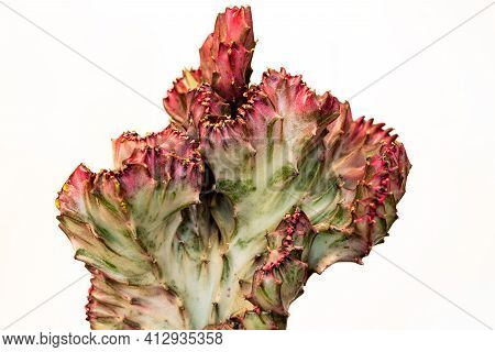 Close-up Of Red-green Euphorbia Lactea Cristata Succulent Plant On The White Background. Macro Photo