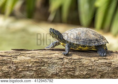 Tiger Tortoise Sunbathing On Tree Trunk In The Lake.