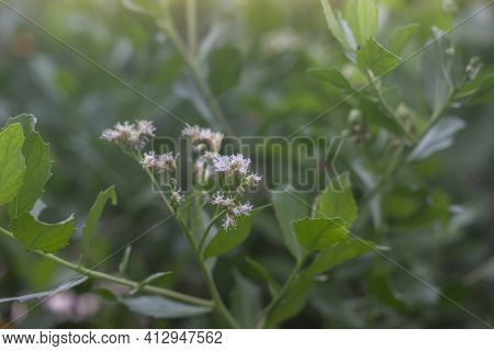 Purple Flower Of Indian Marsh Fleabane, Indian Camphorweed (pluchea Indica (l.) Less.) In The Garden