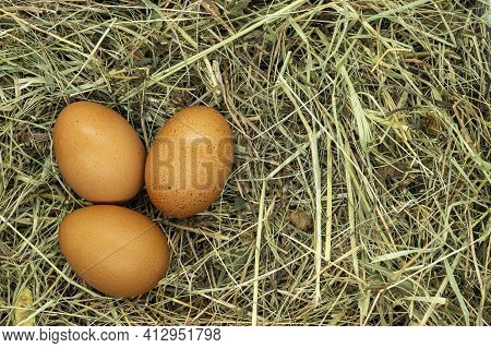 Eggs On Grass Texture Close Up Copy Space