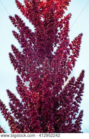 Red Astilba Plant On A Light Background