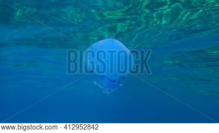 Barrel Jellyfish (rhizostoma Pulmo), Dustbin-lid Jellyfish Or Frilly-mouthed Jellyfish Undersea, Aeg