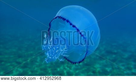 Barrel Jellyfish (rhizostoma Pulmo), Dustbin-lid Jellyfish Or Frilly-mouthed Jellyfish Undersea, Aeg