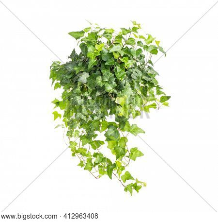 ivy isolated on a white background