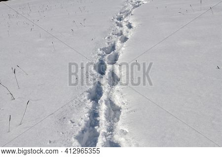 A Paved Footpath From A Man's Feet In A Winter Snowy Landscape