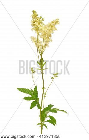 Filipendula Ulmaria Flower Isolated On White Background