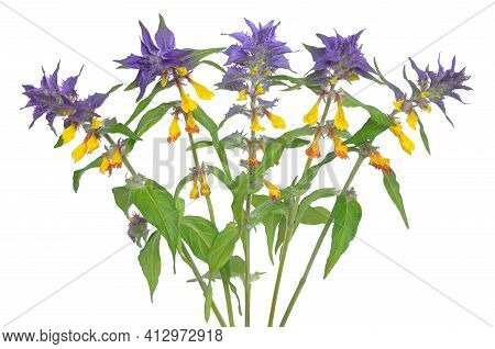 Melampyrum Nemorosum Flowers Isolated On A White Background
