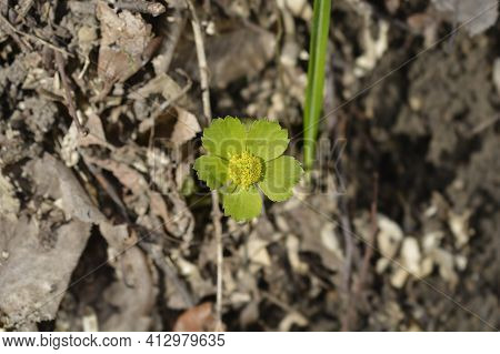 Dwarf Masterwort Flower - Latin Name - Hacquetia Epipactis