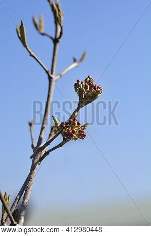 Arrowwood Anne Russell Branch With Flower Buds - Latin Name - Viburnum X Burkwoodii Anne Russell