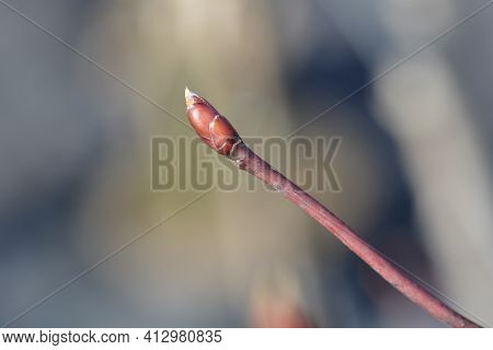 Wedding Cake Tree Branch With Bud - Latin Name - Cornus Controversa Variegata