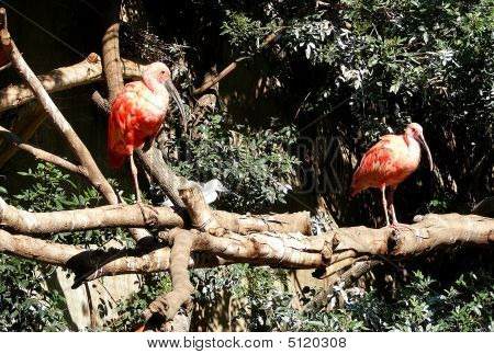 Ibis Rosa posado de aves