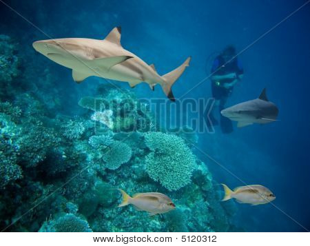Sharkswim