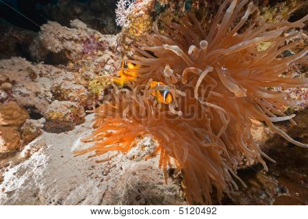 Koraal en Anemonefish