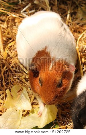 Guinea Pig
