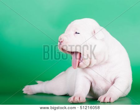 White puppy yawning