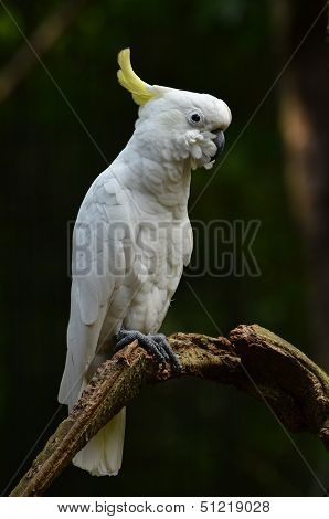 Yellow Lesser Sulphur-crested Cockatoo
