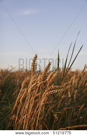 Grain Harvest