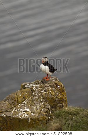Puffin