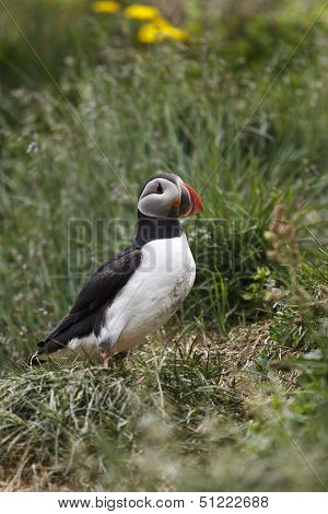 Puffin