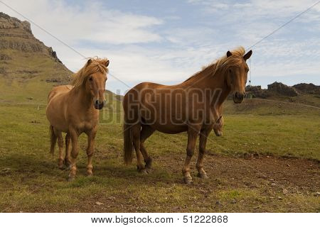 Horse