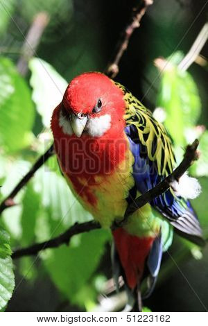 Parrot (eastern Rosella)