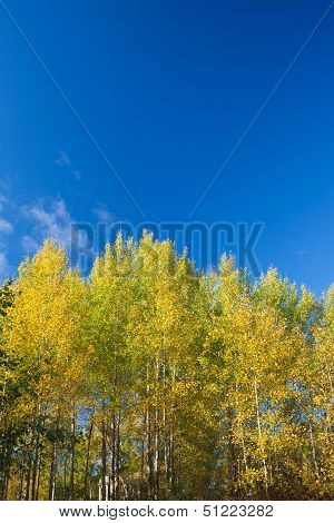 Aspens