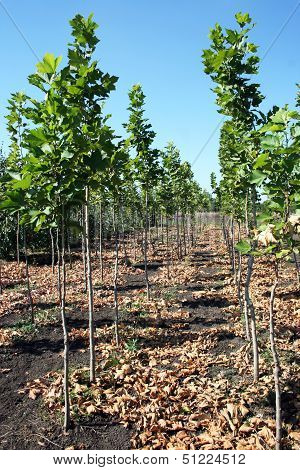 Platan production