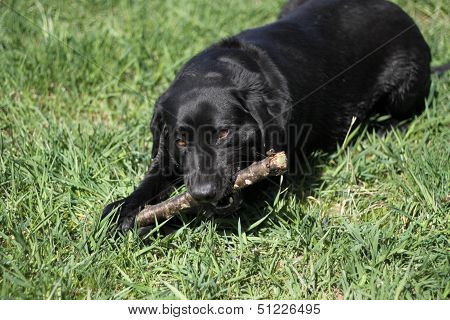 Dog With Branch