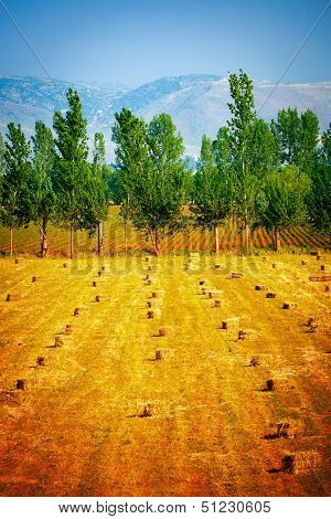 Many haycocks on golden dry field, season of crop reaping, hayrick on golden meadow on high mountains background, autumnal nature 